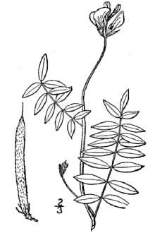 <i>Cracca hispidula</i> (Michx.) Kuntze