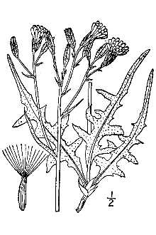 <i>Psilochenia intermedia</i> (A. Gray) W.A. Weber