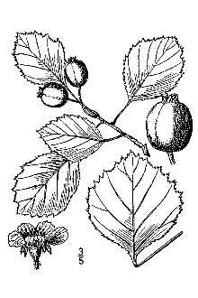 <i>Crataegus subrotundifolia</i> Sarg.
