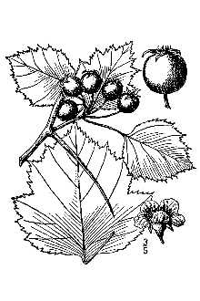 <i>Crataegus pruinosa</i> (Wendl. f.) K. Koch var. conjuncta (Sarg.) Eggl.
