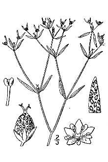 <i>Crotonopsis linearis</i> Michx.