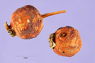 <i>Crataegus succulenta</i> Schrad. ex Link var. neofluvialis (Ashe) Palmer