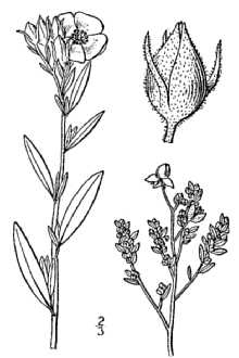 <i>Crocanthemum majus</i> sensu Britton