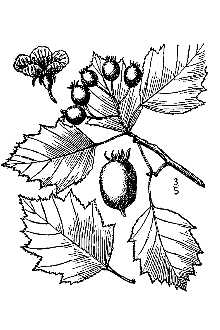 <i>Crataegus macrosperma</i> Ashe var. roanensis (Ashe) Palmer