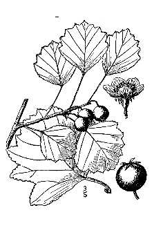 <i>Crataegus margarettiae</i> Ashe var. angustifolia Palmer