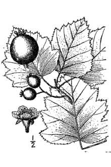 <i>Crataegus pedicellata</i> Sarg. var. albicans (Ashe) Palmer