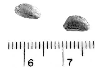 <i>Crataegus mollis</i> Scheele var. dumetosa (Sarg.) Kruschke