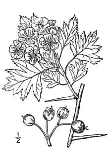 <i>Crataegus oxyacantha</i> L. var. paulii (Rehder) Rehder