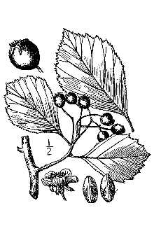 <i>Crataegus florifera</i> Sarg. var. celsa (Sarg.) Kruschke