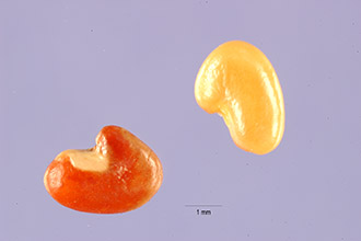 <i>Crotalaria cannabina</i> Schweinf. ex Baker f.