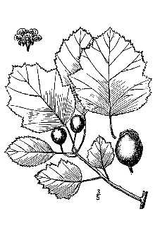 <i>Crataegus padifolia</i> Sarg. var. incarnata Sarg.