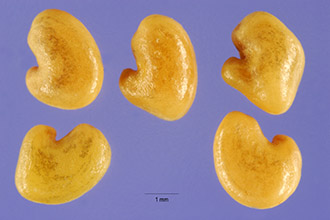 <i>Crotalaria mucronata</i> Desv.