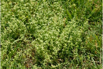<i>Vaillantia pedemontana</i> Bellardi