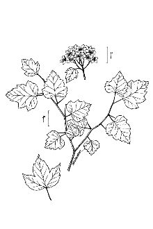 <i>Crataegus populifolia</i> Walter