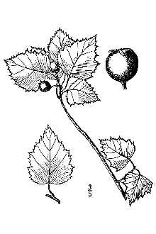 <i>Crataegus populifolia</i> Walter