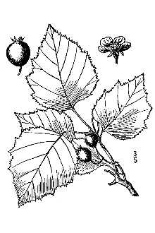 <i>Crataegus iracunda</i> Beadle var. silvicola (Beadle) Palmer
