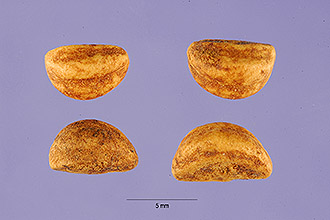 <i>Crataegus pruinosa</i> (Wendl. f.) K. Koch var. virella (Ashe) Kruschke