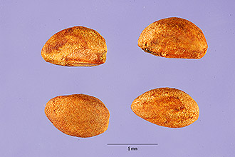 <i>Crataegus punctata</i> Jacq. var. aurea Aiton