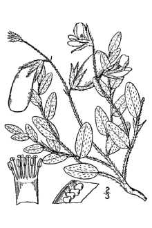 <i>Crotalaria sagittalis</i> L. var. oblonga Michx.