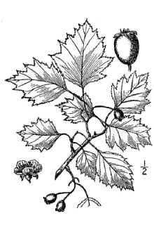 <i>Crataegus macrosperma</i> Ashe var. roanensis (Ashe) Palmer
