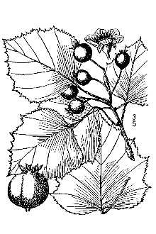 <i>Crataegus pruinosa</i> (Wendl. f.) K. Koch var. rugosa (Ashe) Kruschke