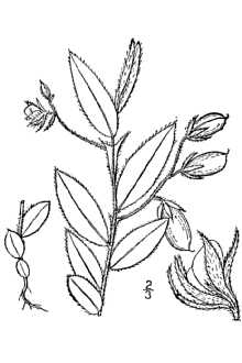 <i>Crotalaria sagittalis</i> L. var. fruticosa (Mill.) Fawc. & Rendle