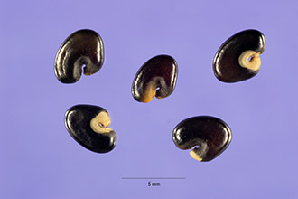 <i>Crotalaria leschenaultii</i> DC.