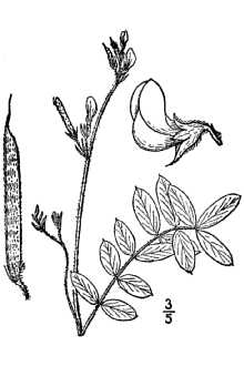 <i>Tephrosia flexuosa</i> (Vail) Chapm.