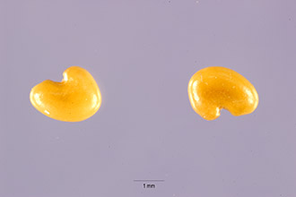 <i>Crotalaria stipularia</i> Desv. var. serpyllifolia DC.