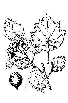 <i>Crataegus padifolia</i> Sarg. var. incarnata Sarg.