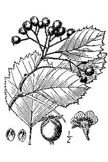 <i>Crataegus succulenta</i> Schrad. ex Link var. gemmosa (Sarg.) Kruschke