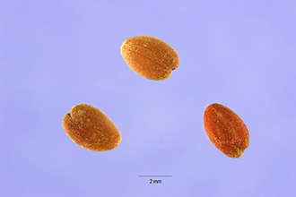 <i>Cressa truxillensis</i> Kunth var. minima (A. Heller) Munz