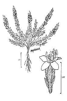 <i>Cressa truxillensis</i> Kunth var. vallicola (A. Heller) Munz