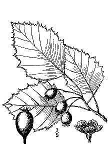 <i>Crataegus holmesiana</i> Ashe var. villipes Ashe