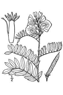<i>Tephrosia virginiana</i> (L.) Pers. var. glabra Nutt.