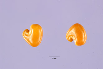 <i>Crotalaria grantiana</i> Harv.