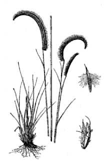<i>Campulosus aromaticus</i> (Walter) Scribn.