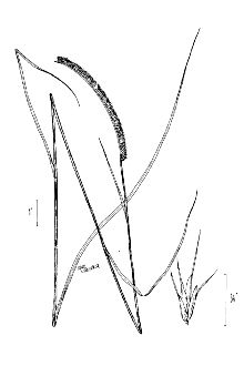 <i>Campulosus aromaticus</i> (Walter) Scribn.