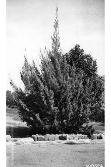 <i>Cupressus arizonica</i> Greene ssp. arizonica