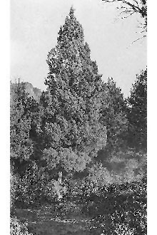<i>Cupressus arizonica</i> Greene ssp. arizonica