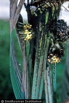 <i>Molineria capitulata</i> (Lour.) Herb.