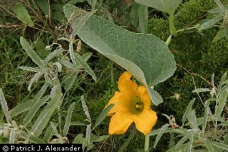<i>Pepo foetidissima</i> (Kunth) Britton