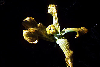 <i>Pepo foetidissima</i> (Kunth) Britton