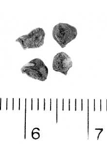 <i>Callitropsis goveniana</i> (Gordon) D.P. Little
