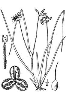 <i>Cuthbertia graminea</i> Small