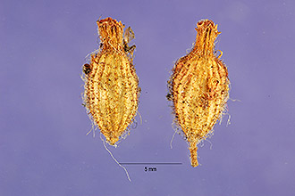 <i>Cuphea petiolata</i> (L.) Koehne