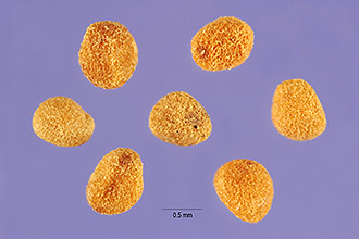 <i>Cuscuta epithymum</i> (L.) L. ssp. approximata (Bab.) Rouy