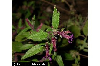 <i>Parsonsia petiolata</i> (L.) Rusby