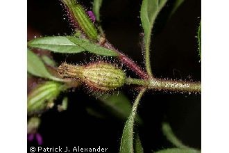 <i>Cuphea petiolata</i> (L.) Koehne