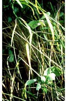 <i>Lyonia palustris</i> (Pursh) Small